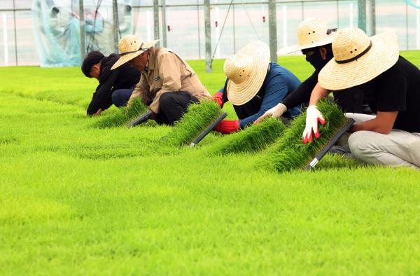 Farmers prepare for rice planting at a rice seedling nursery in Icheon, Gyeonggi Province, on Monday. (Yonhap)